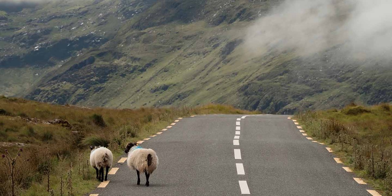   sheep walking on road 