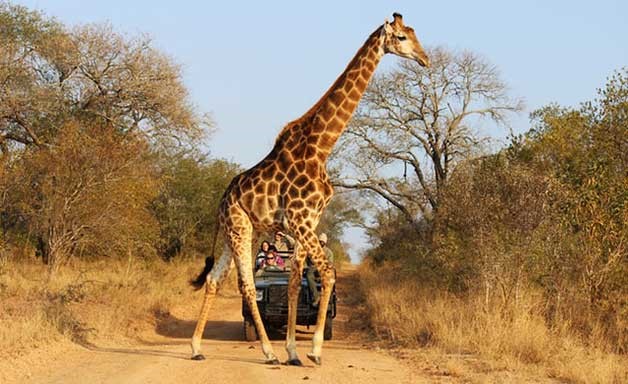 travel to Africa Safari