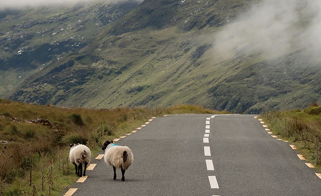 Sheeps crossing a road with mountain background